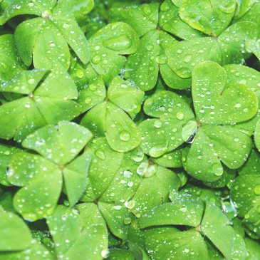 Latest News from Saints Peter and Paul Lutheran Church in Riverside, IL