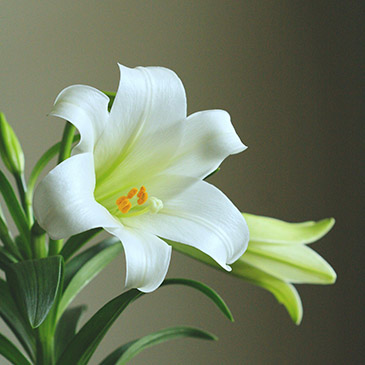 Latest Worship Folder from Saints Peter and Paul Lutheran Church in Riverside, IL